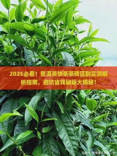 普洱茶饼茶茶砖区别