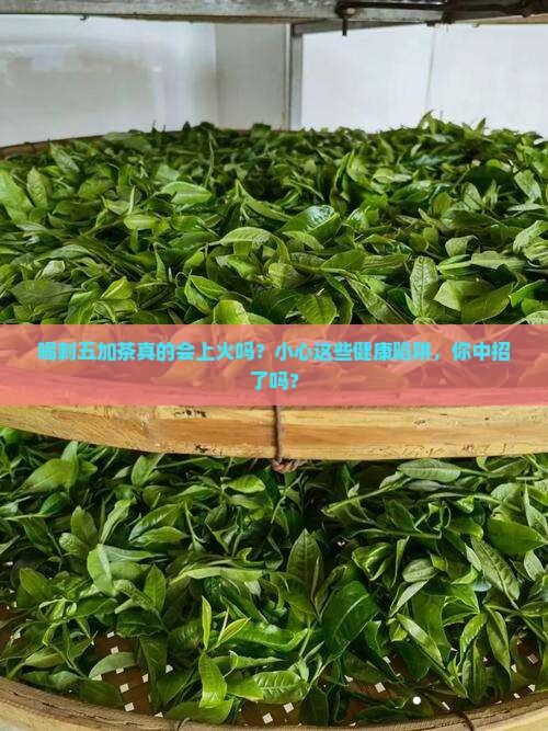 喝刺五加茶上火吗