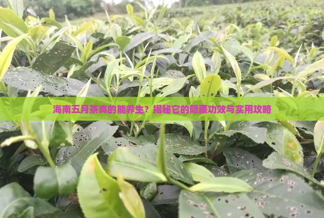 海南五月茶的功效与作用