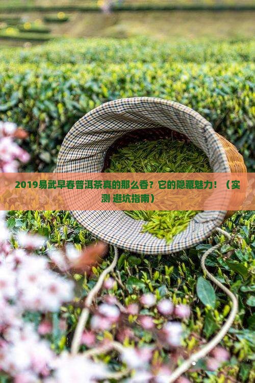 2019易武早春普洱茶