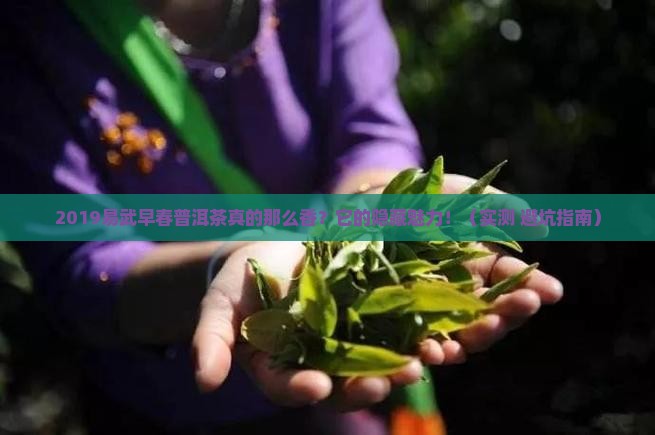 2019易武早春普洱茶