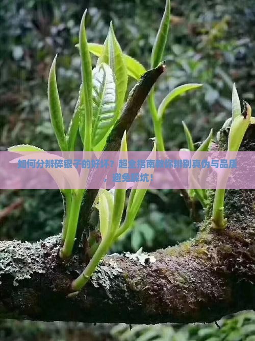 如何分辨碎银子的好坏