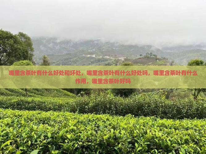 嘴里含茶叶有什么好处