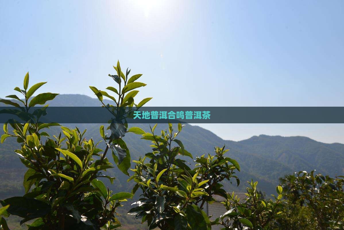 天地合鸣普洱茶