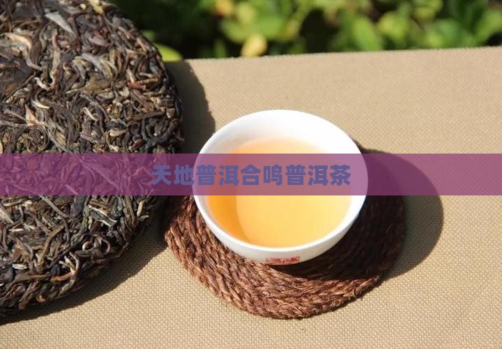 天地合鸣普洱茶