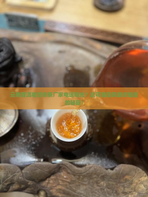 云南普洱老班章茶厂家电话