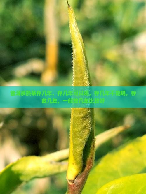 普洱茶熟茶存几年
