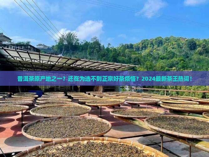普洱茶原产地之一