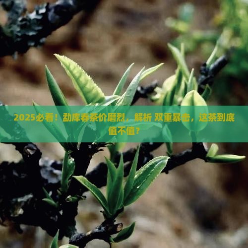 2019勐库春茶价磨烈