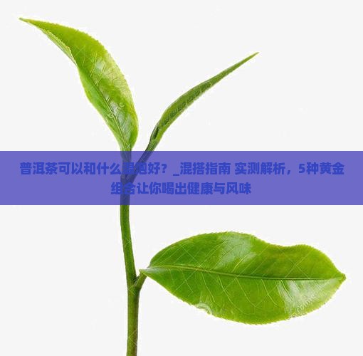 普洱茶可以和什么混泡好