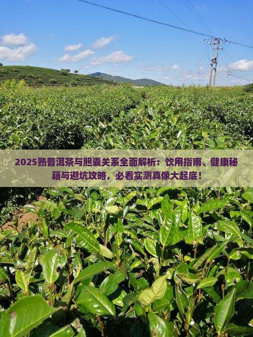 熟普洱茶与胆囊