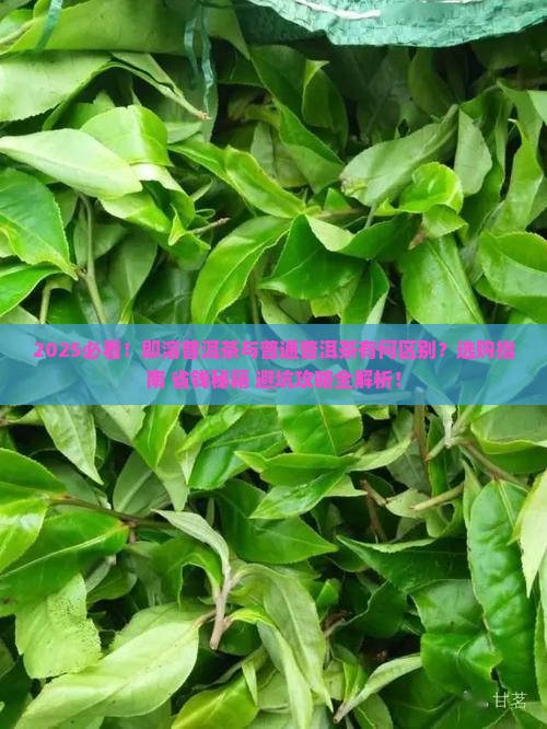 即溶普洱茶与普通普洱茶