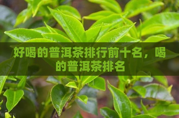 好喝的普洱茶排行
