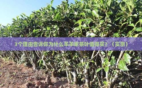羊羊家茶叶怎么样