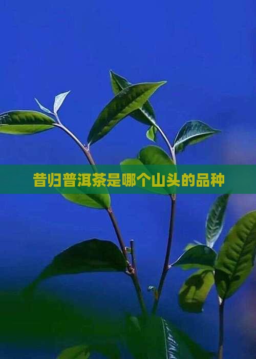 昔归普洱茶是哪个山头