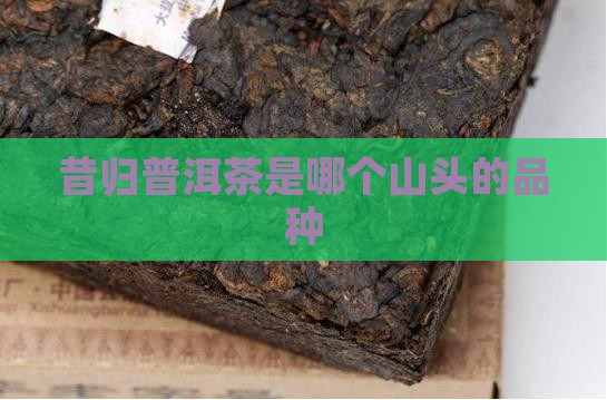 昔归普洱茶是哪个山头