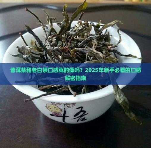 普洱茶和老白茶口感一样吗