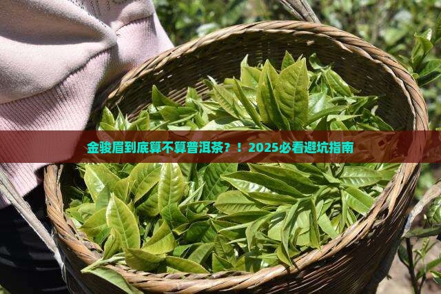 金骏眉算普洱茶吗