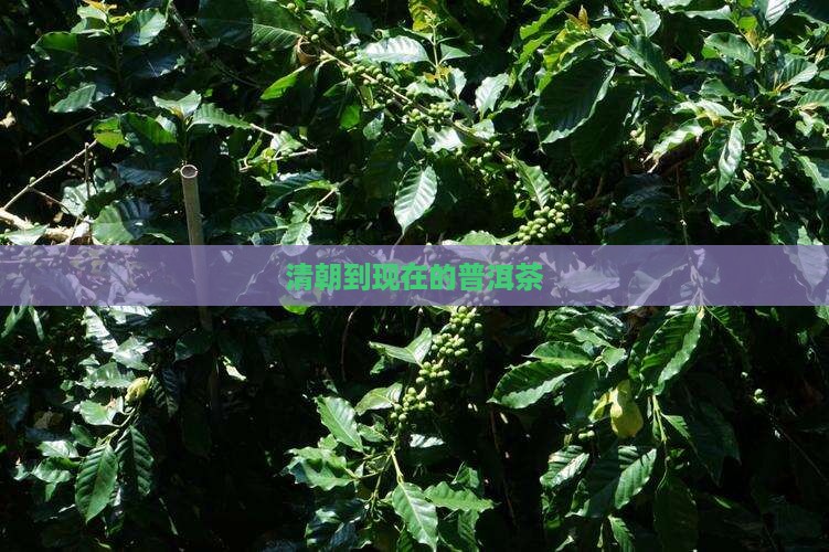 清朝到现在的普洱茶