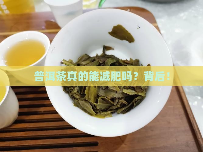 科普一下普洱茶知识