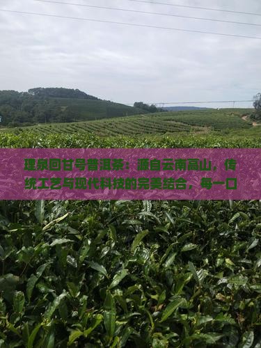 理泉回甘号普洱茶
