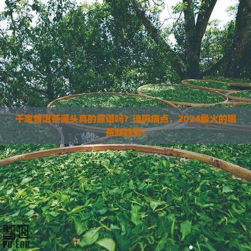 千家普洱茶源头