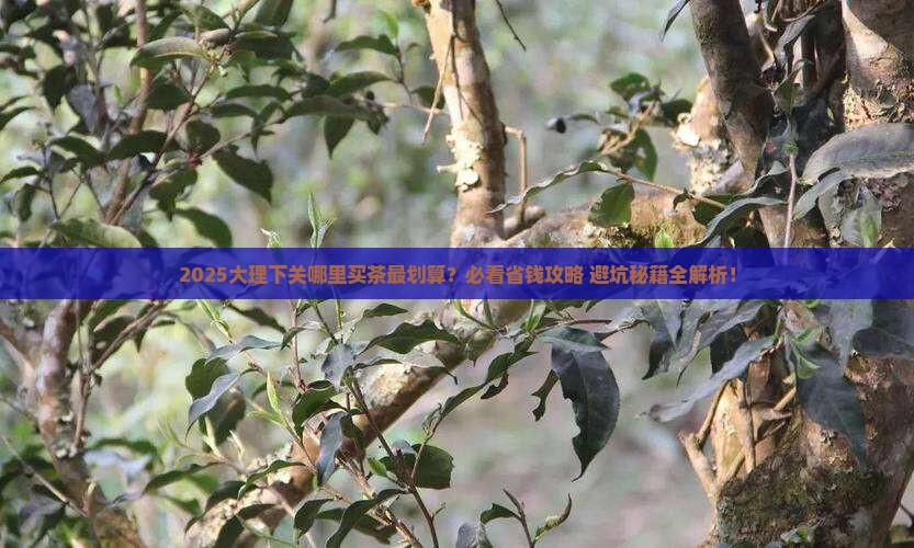 大理下关什么地方卖茶