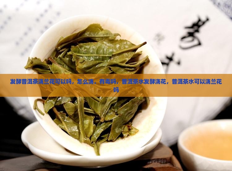 发酵普洱茶浇兰花可以吗
