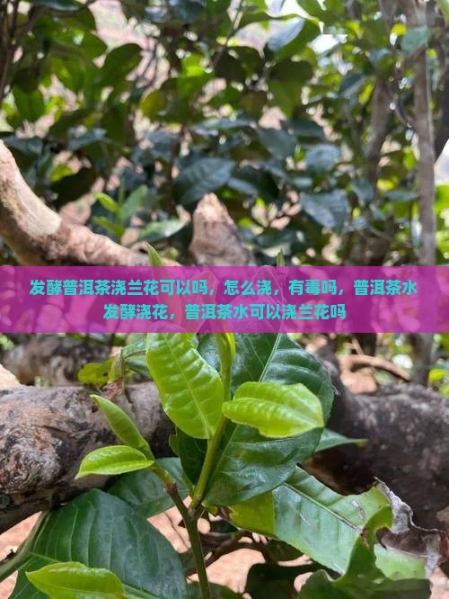 发酵普洱茶浇兰花可以吗