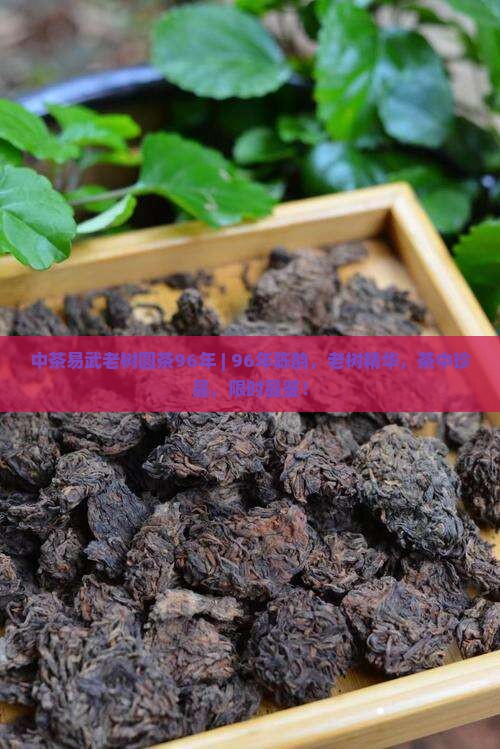 中茶易武老树圆茶96年