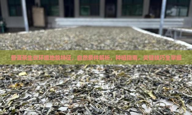普洱茶生长环境地貌特征