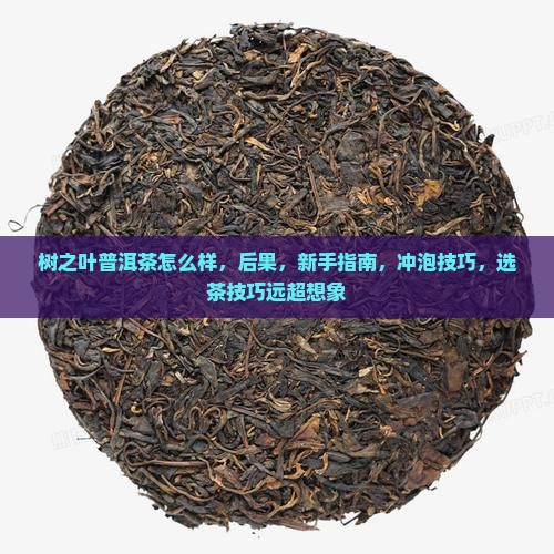 树之叶普洱茶怎么样