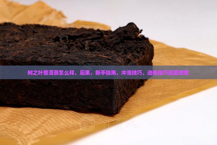 树之叶普洱茶怎么样