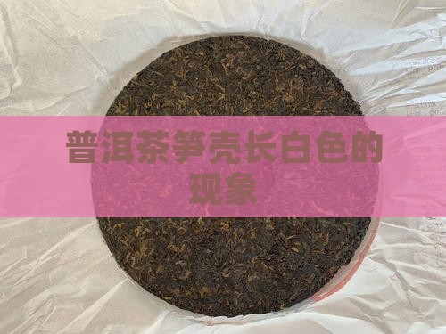 普洱茶的笋壳长白色的