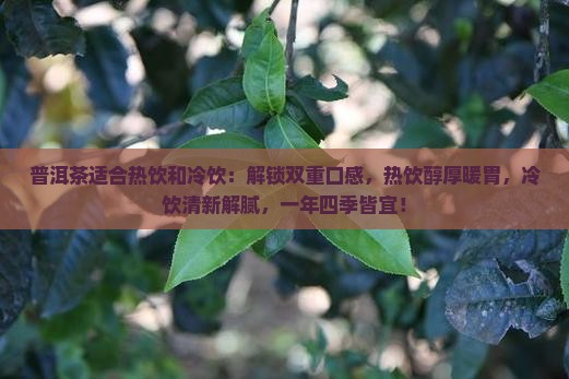普洱茶适合热饮和冷饮