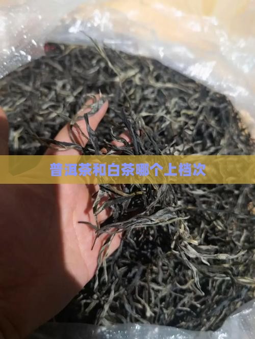 普洱茶和白茶哪个上档次