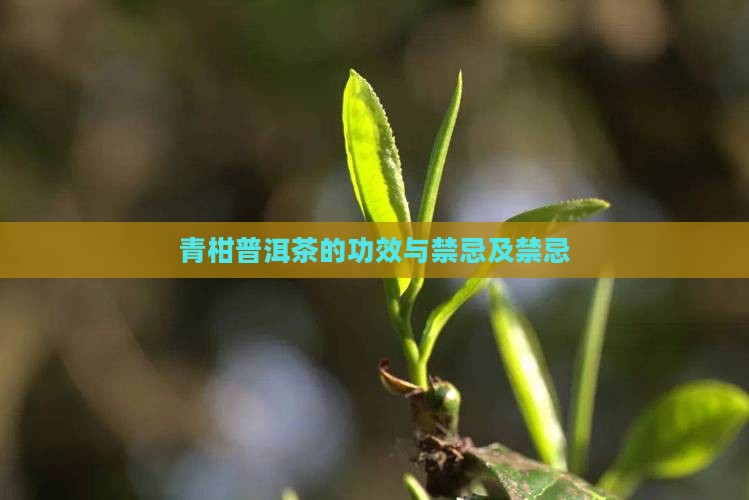 青柑普洱茶的功效与禁忌及禁忌