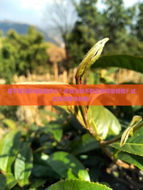 昌平普洱茶电话