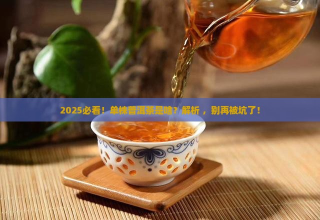 单株算是普洱茶吗吗