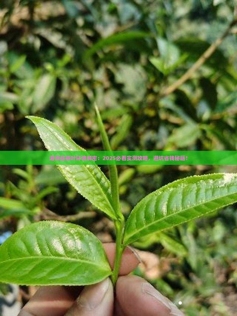 湄潭县茶叶环境