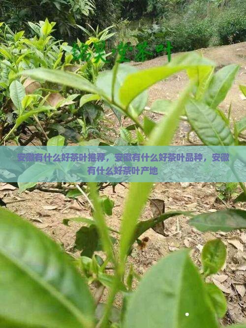 安徽有什么好茶叶