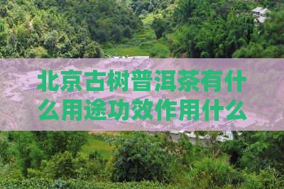 北京古树普洱茶有什么用途