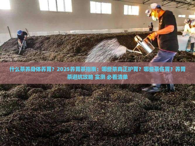 什么茶养身体养胃
