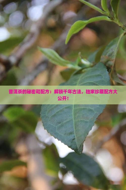 普洱茶的秘密和配方