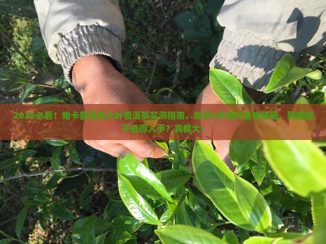 帕卡普洱茶大叶普洱茶