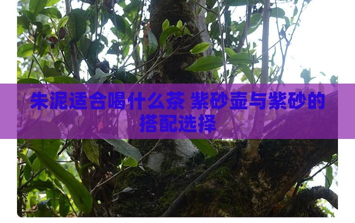 朱泥杯适合喝什么茶