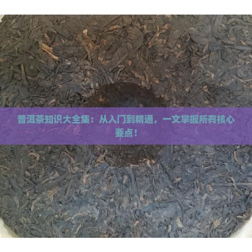 普洱茶知识大全集
