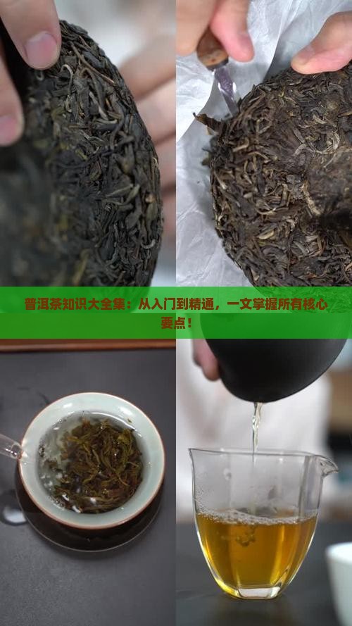 普洱茶知识大全集