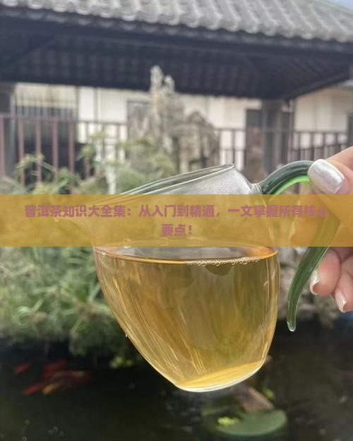普洱茶知识大全集