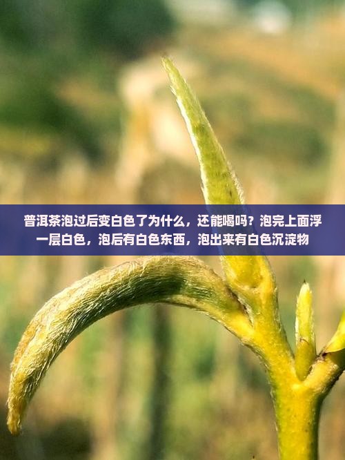 普洱茶泡过后变白色了为什么